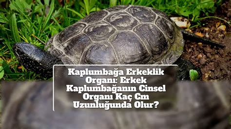 kaplumbağa erkeklik organı